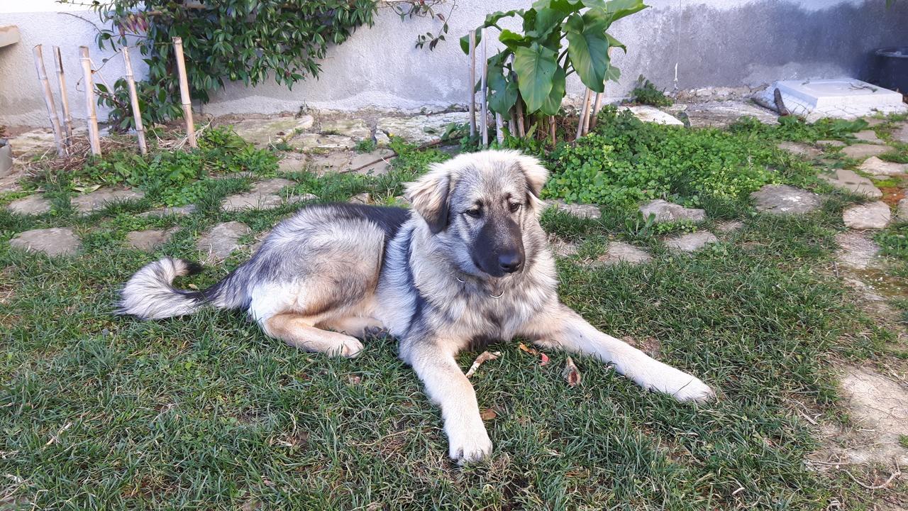 Apartma Istra Zora Sečovlje Dış mekan fotoğraf